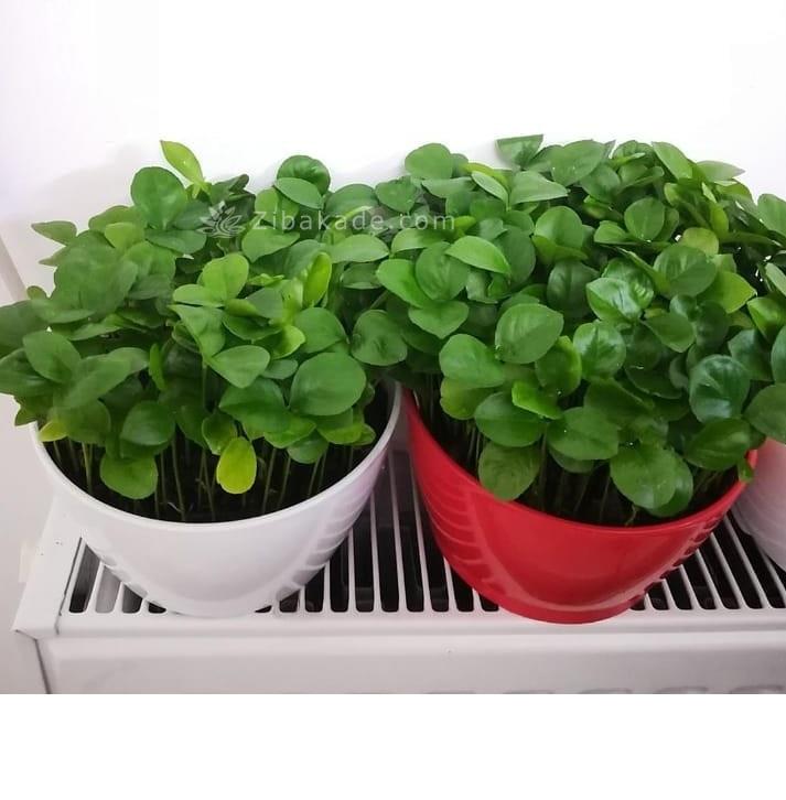 سبزه عید را خودتان سبز کنید !